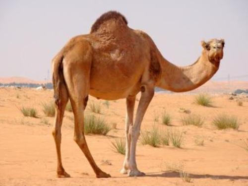 camel-chameau
