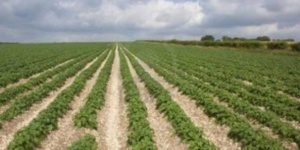 Actualité agricole au Maroc