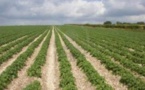 Actualité agricole au Maroc