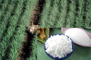 20100723-p-Surac 20100723-p-Surac